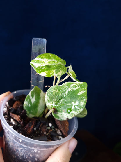 Piper SP Tricolor Jadeite