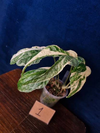 Amydrium Medium Variegata