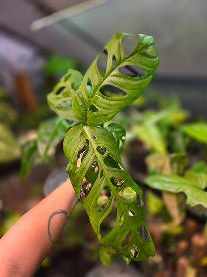 Monstera Epipremnoides Esqueleto