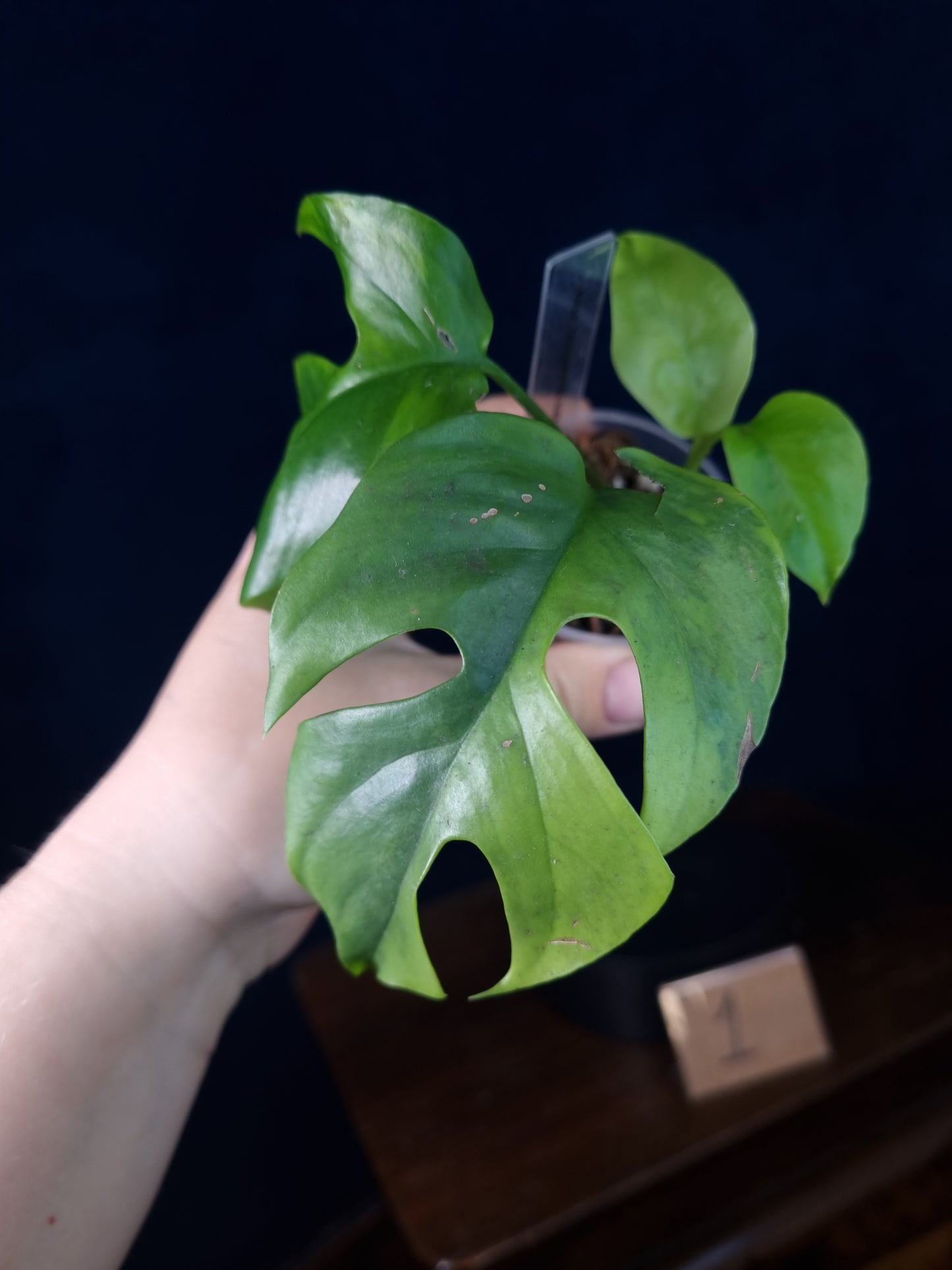 Rhaphidophora Tetrasperma Aurea Small