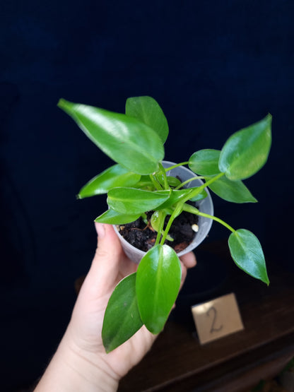 Philodendron Corovadensis