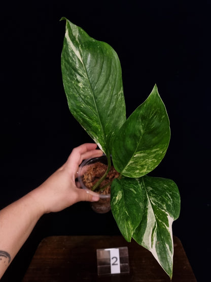 Monstera Lechleriana Variegata