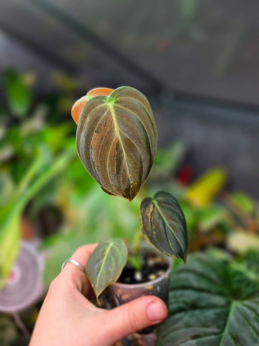 Philodendron Melanochrysum Variegata