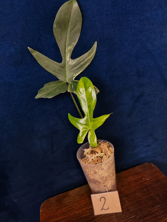Philodendron Florida Beauty