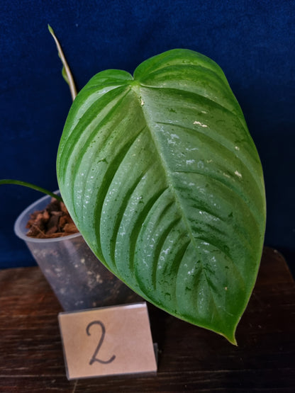 Philodendron Tenue