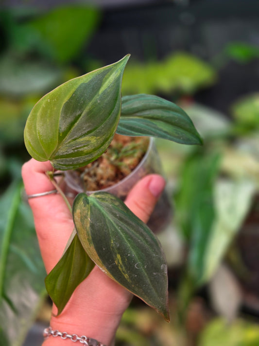 Philodendron Micans GOG Variegata