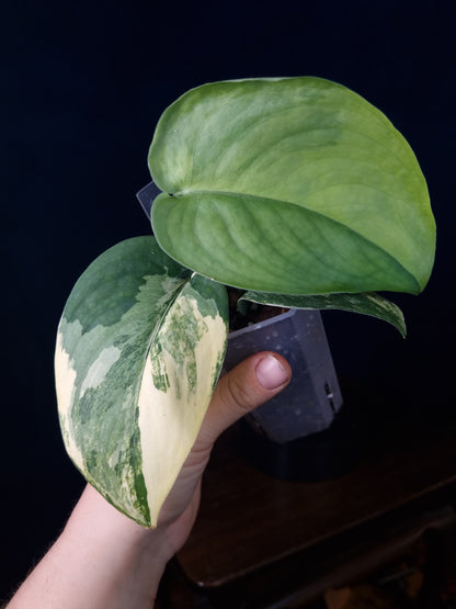 Scindapsus Jade Satin Aurea