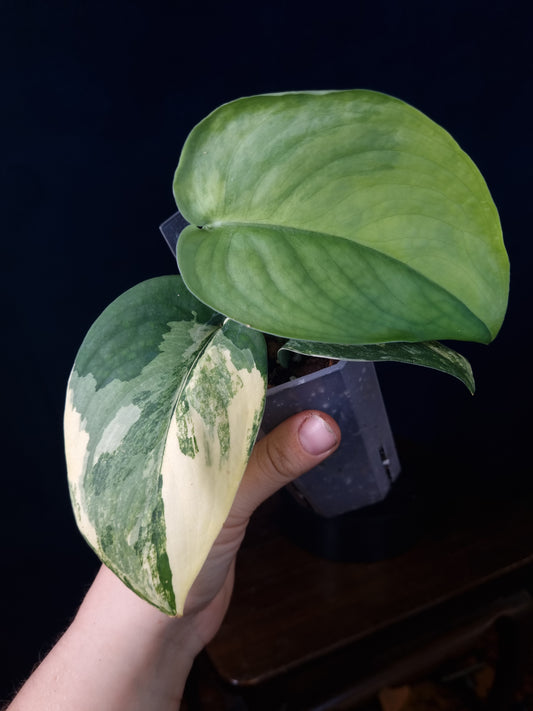 Scindapsus Jade Satin Aurea