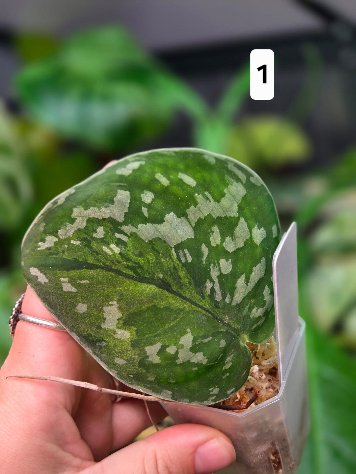 Scindapsus Macaro - Small