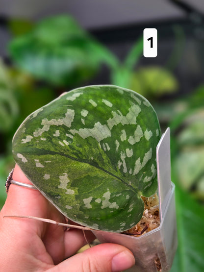 Scindapsus Macaro - Small