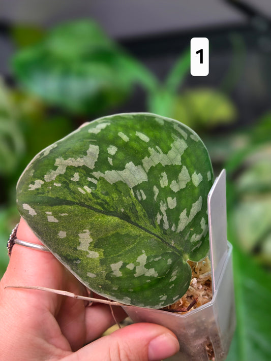 Scindapsus Macaro - Small