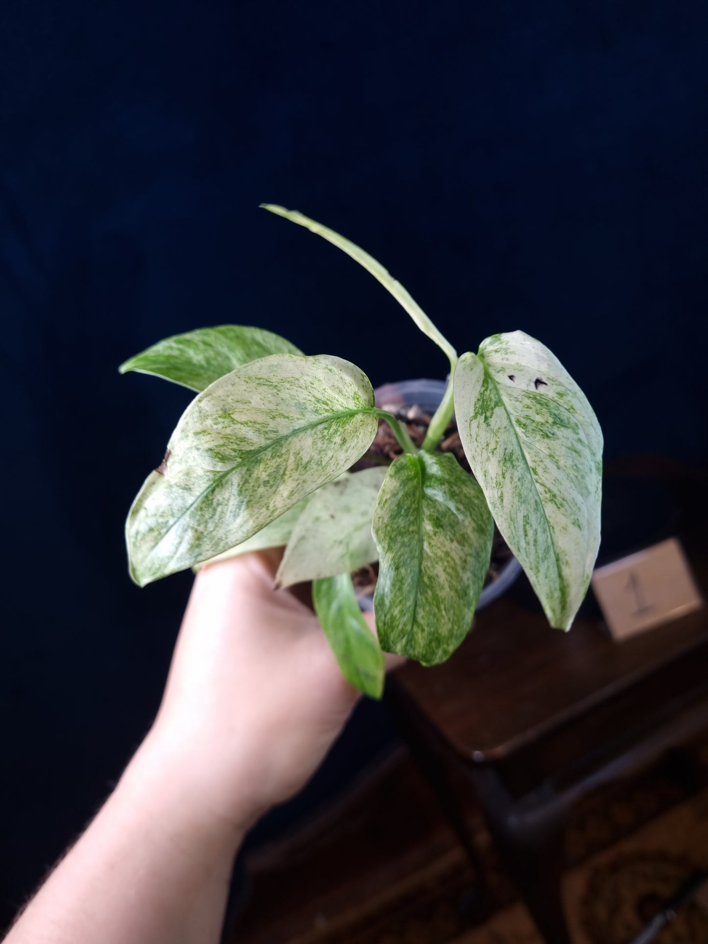 Monstera Laniata Mint