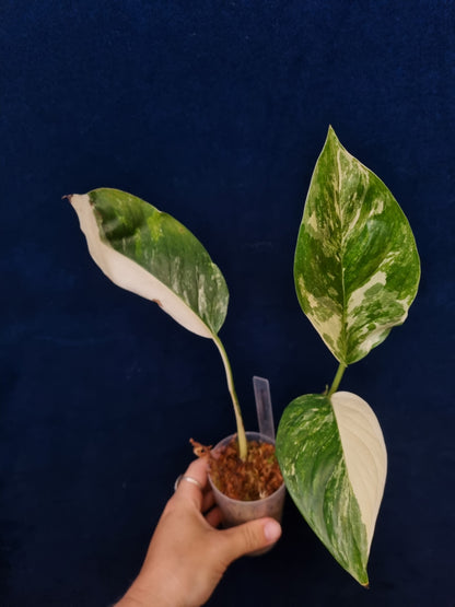 Monstera Lechleriana Variegata