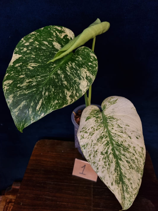 Monstera Mint