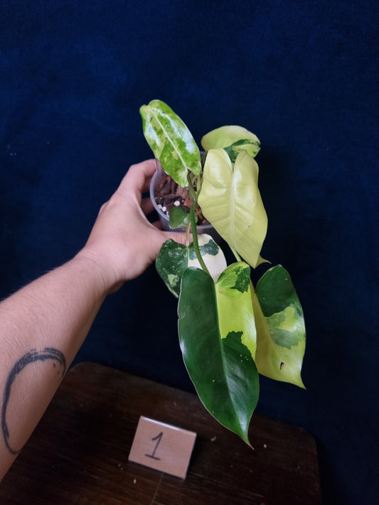 Philodendron Burle Marx Variegata Medium