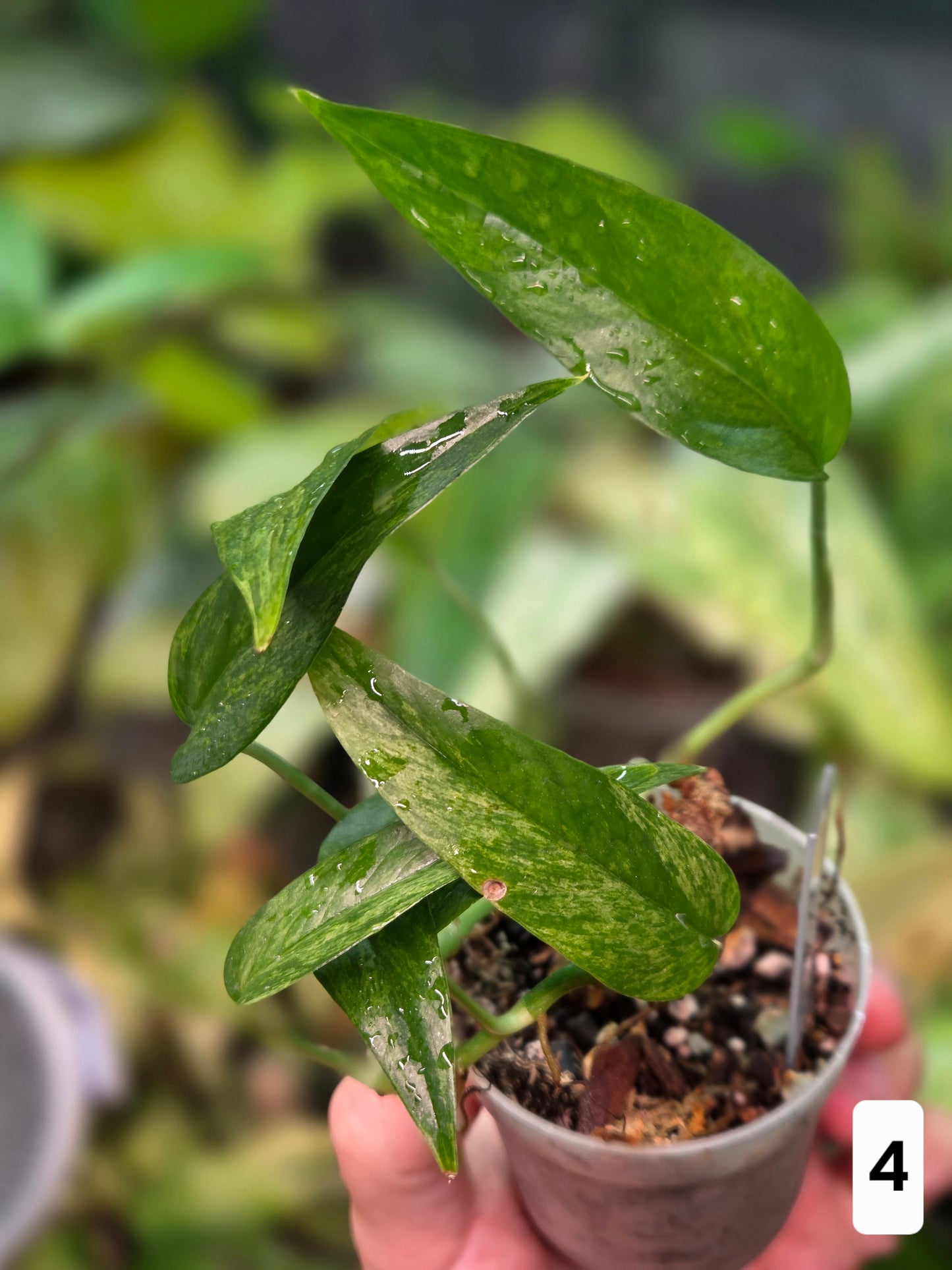 Epipremnum Cebu Blue Mint