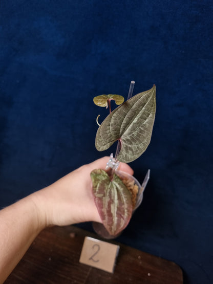 Dioscorea Discolor Medium
