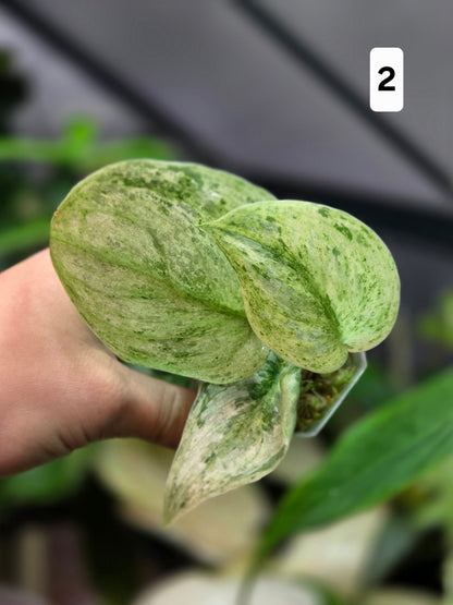 Scindapsus Peasun