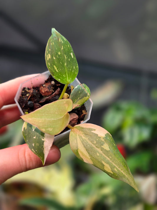 Philodendron Gloriosum Tricolor Small (Not TC)