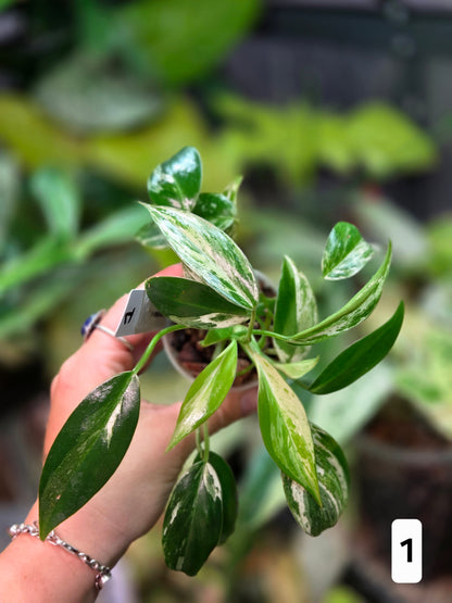 Philodendron Emerald Ice - Small