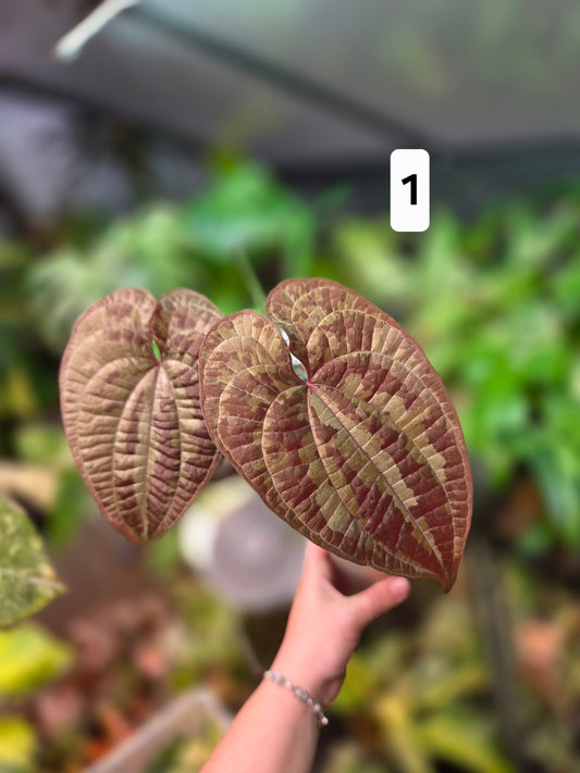 Dioscorea Discolor - Large