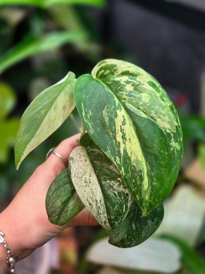 Scindapsus Jade Satin Marble Queen Medium