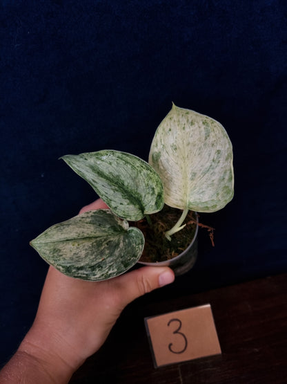 Scindapsus Peasun