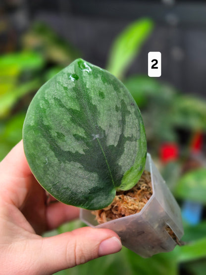 Scindapsus Silver Knight 'Kunzo'