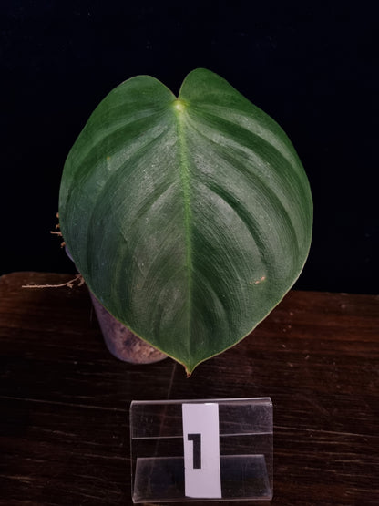 Philodendron Werneri x Nangaritense