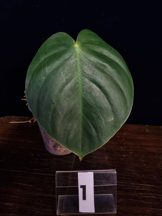 Philodendron Werneri x Nangaritense