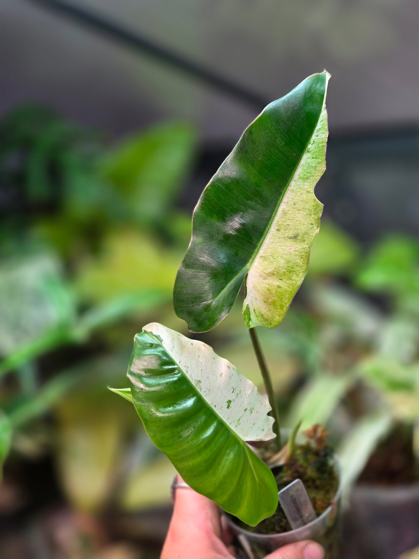 Philodendron Burle Marx Snow White