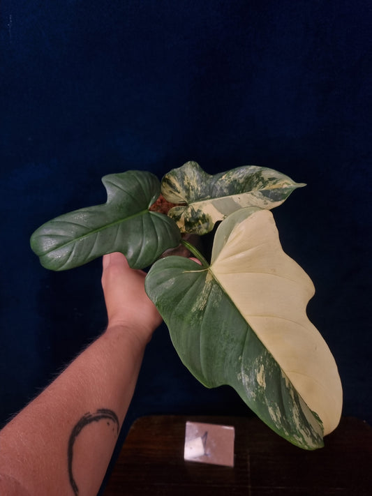 Philodendron Bipennifolium Variegata