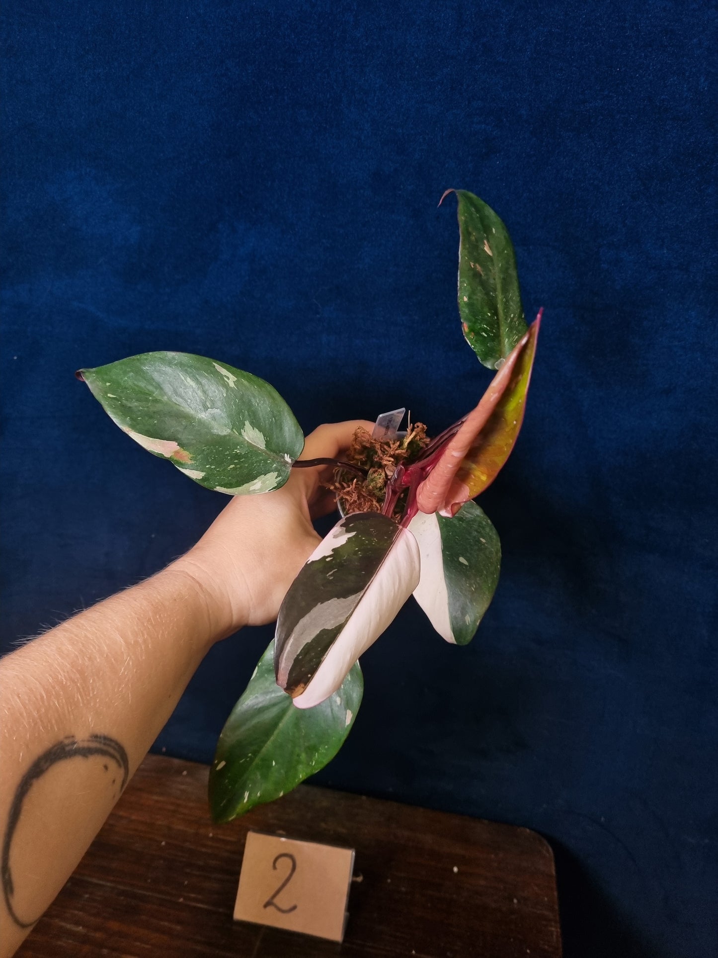 Philodendron Red Anderson High Variegation