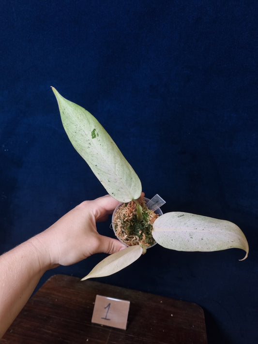 Philodendron Whipple Way Mottled