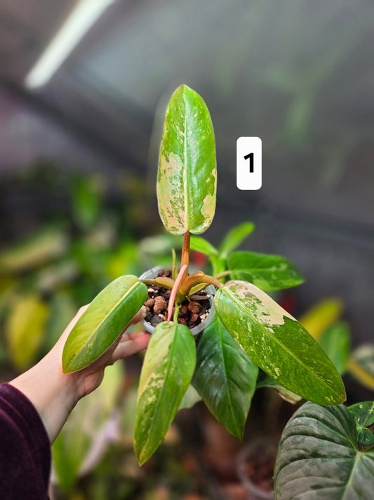 Philodendron Whipple Way Marble/Mint