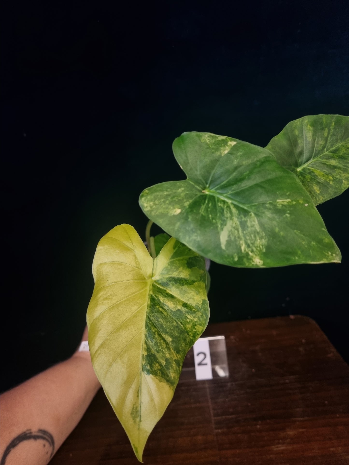 Alocasia Gageana Odora Aurea Medium