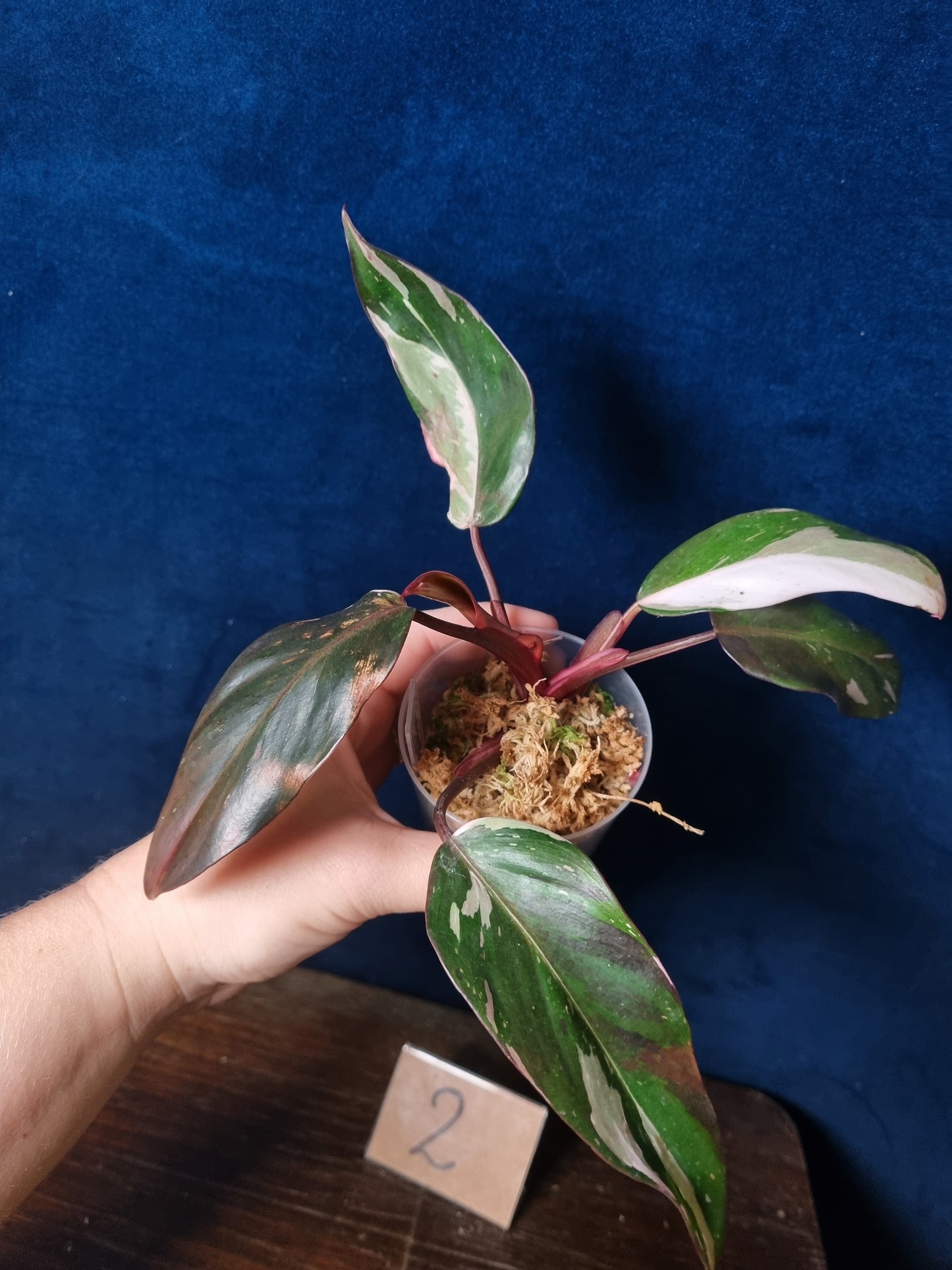 Philodendron Red Anderson