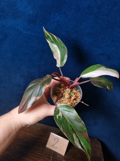 Philodendron Red Anderson