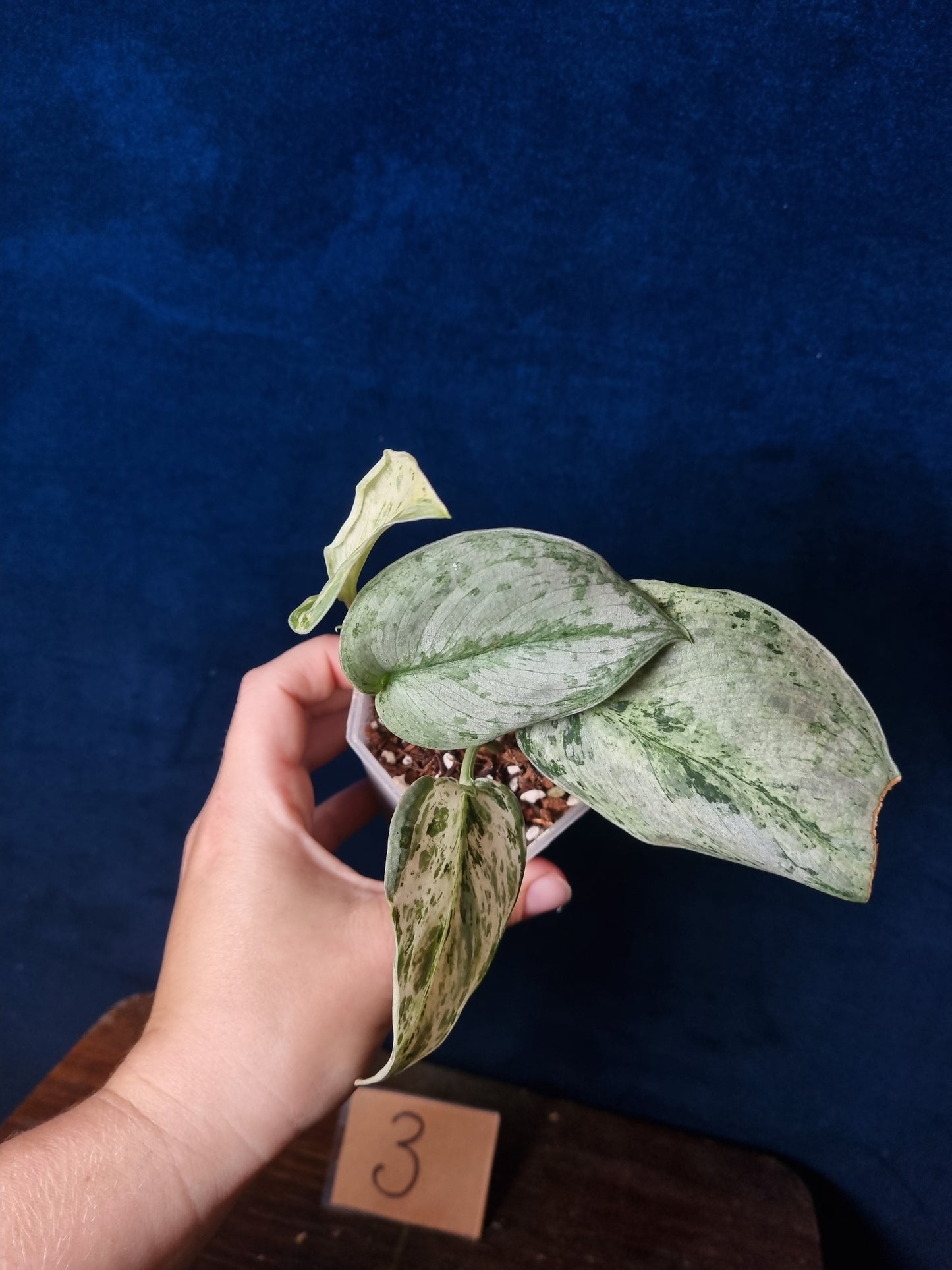 Scindapsus Peasun Medium