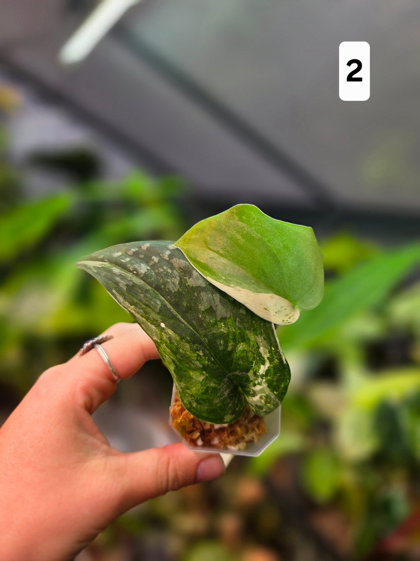 Scindapsus Halimoon Small