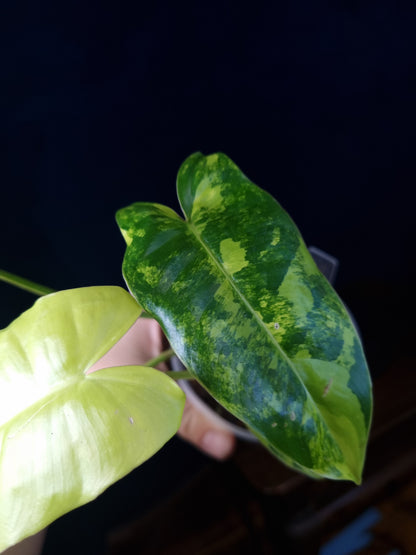 Philodendron Burle Marx Variegata Medium