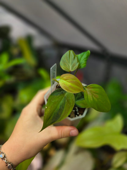 Philodendron Micans GOG Variegata