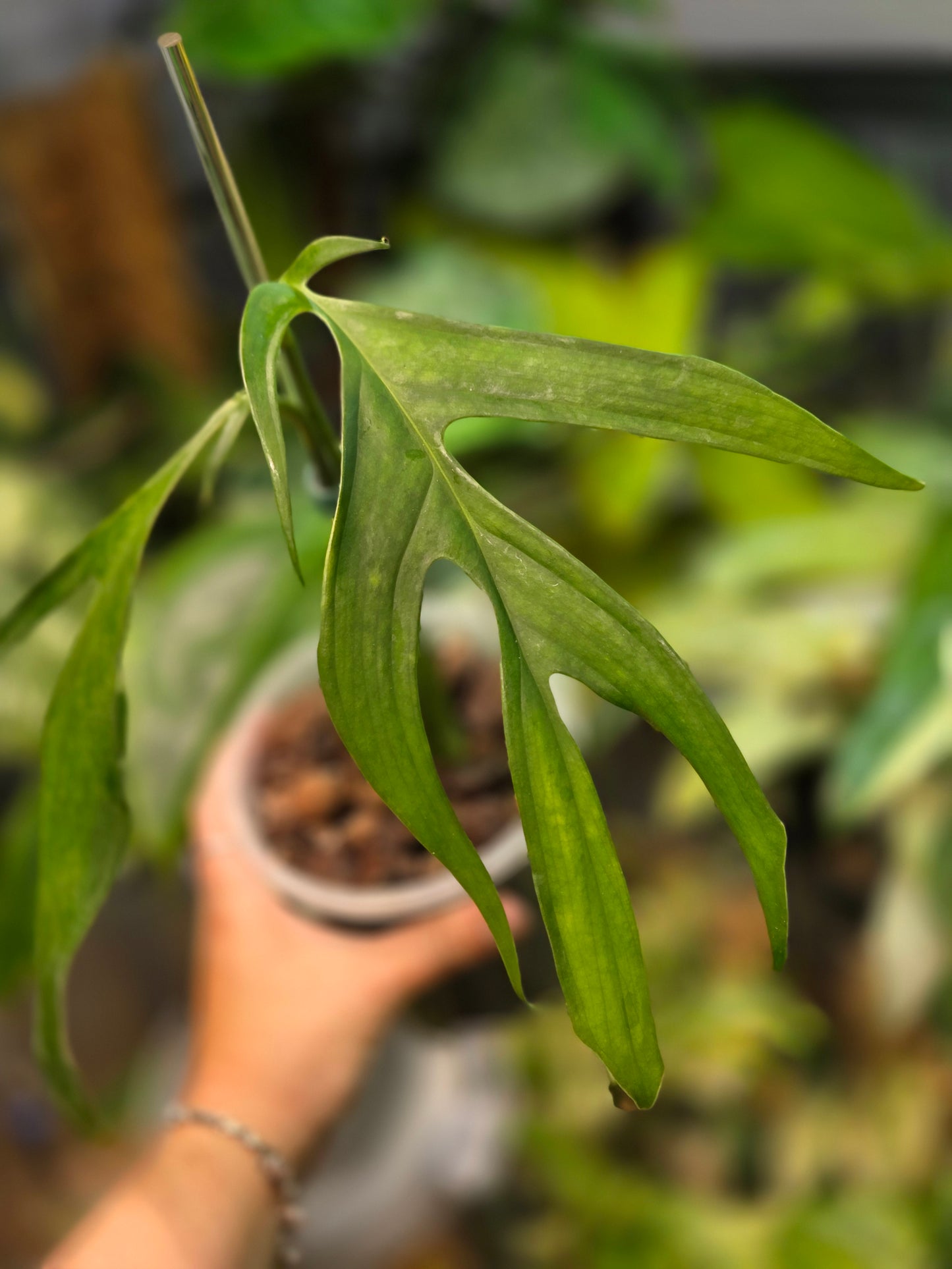 Monstera Croatii