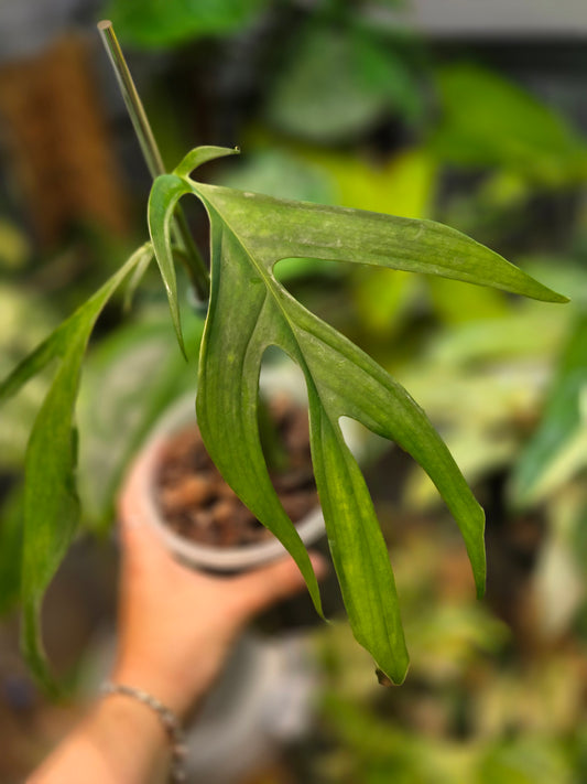 Monstera Croatii