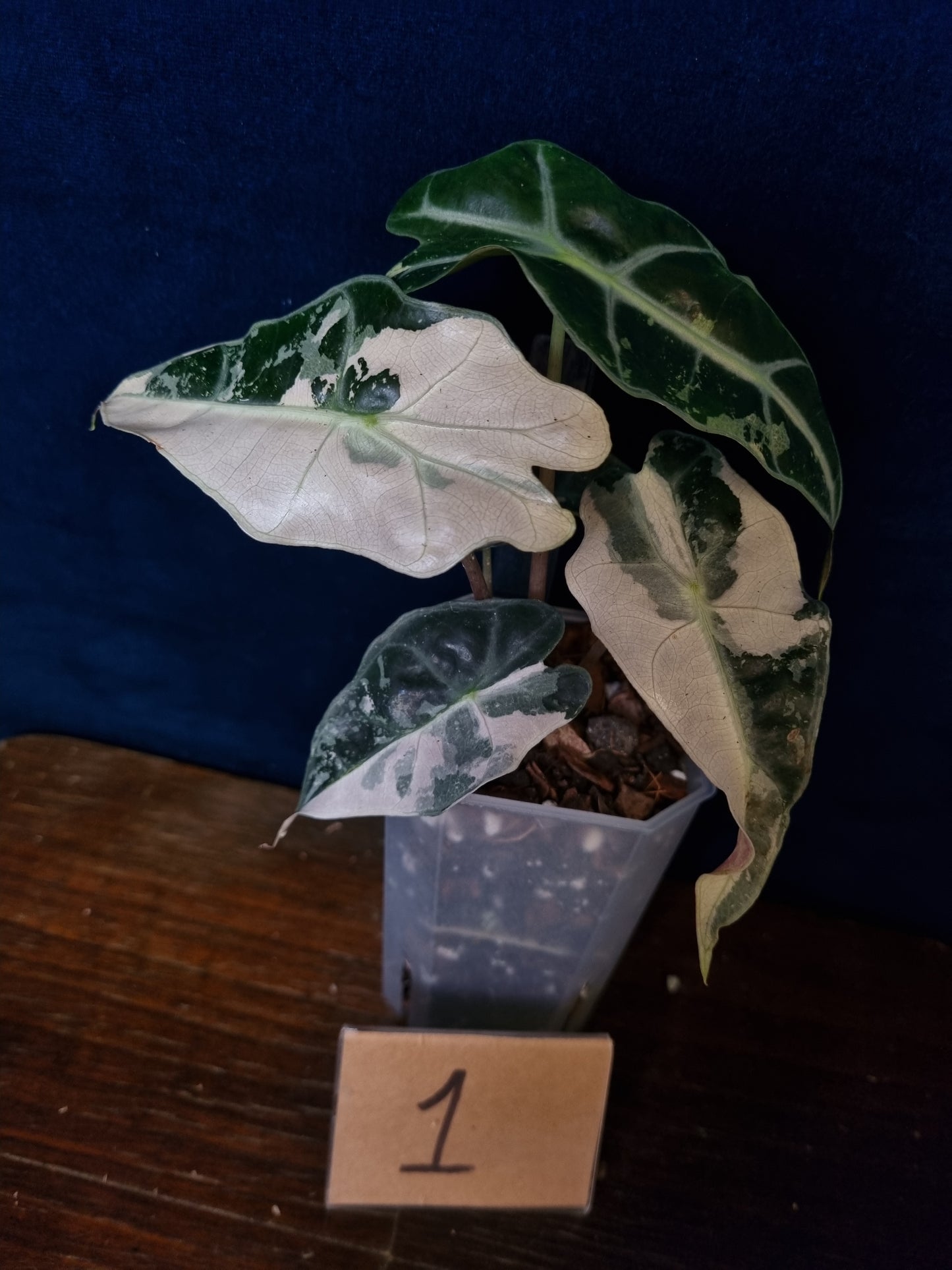 Alocasia Polly Pink
