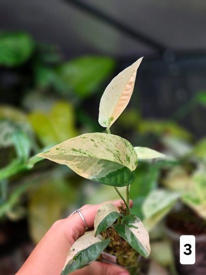 Epipremnum Pinnatum Cebu Blue Variegata
