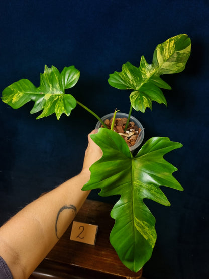 Philodendron Florida Beauty x Mayoi