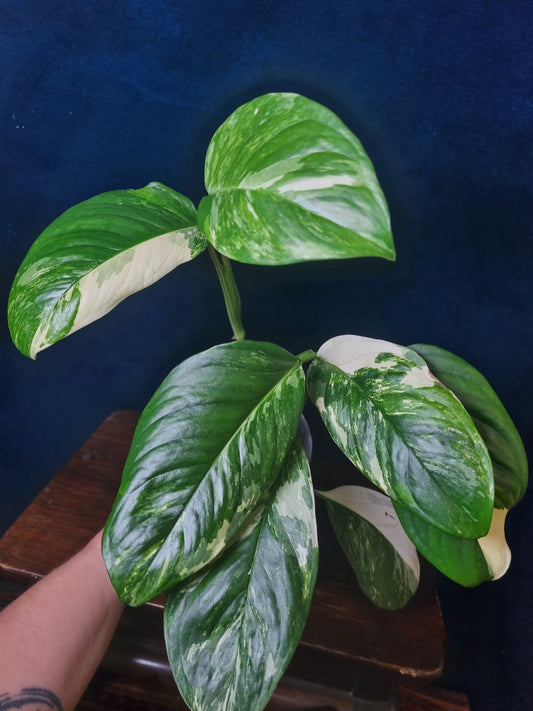 Monstera Lechleriana Variegata
