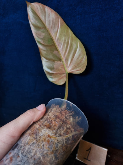 Philodendron Whipple Way Marble/Mint Leaf Cuttings