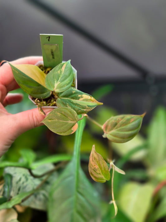 Philodendron Micans Variegata